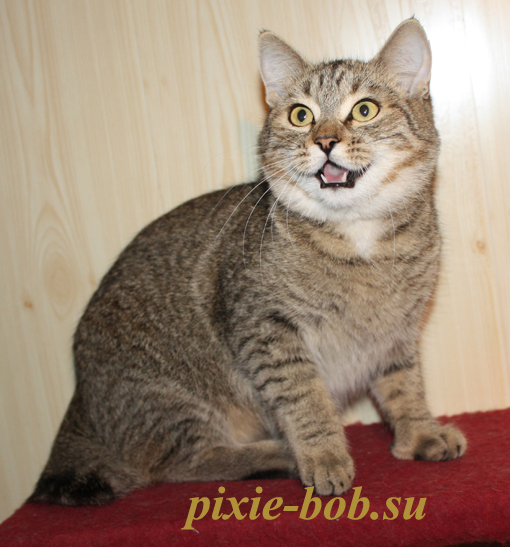Лиза