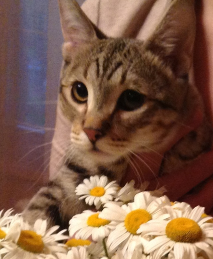 Альтаир, 6 месяцев