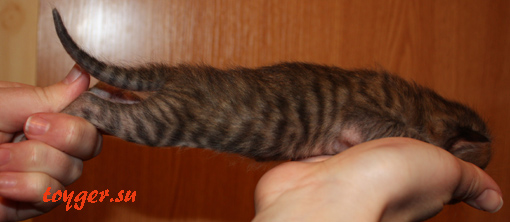 кошечка
