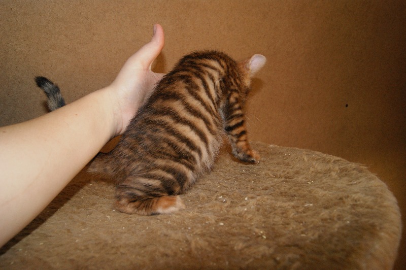 котик Перфект, 2 месяца